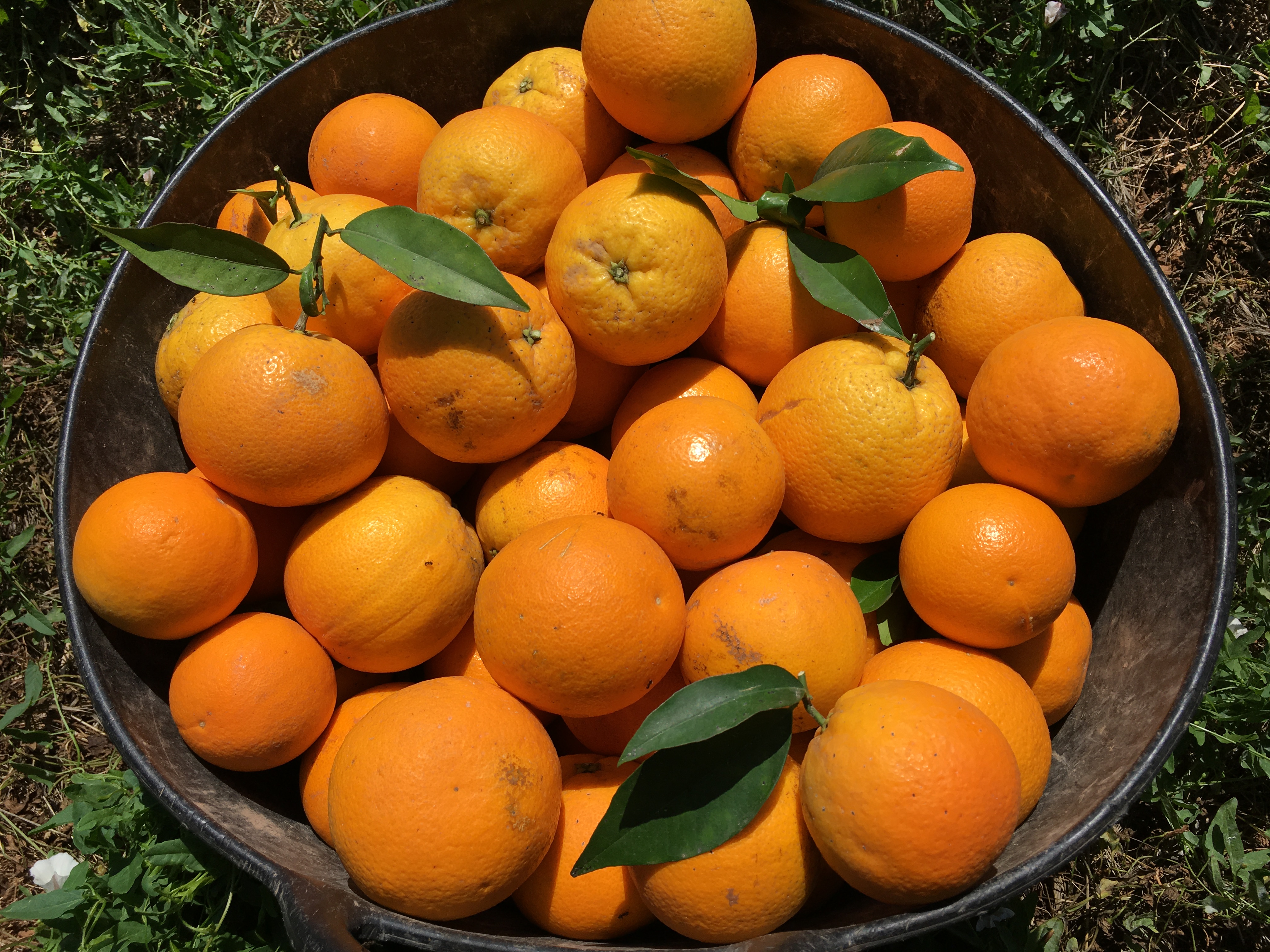 Taronja ECO (100kg)